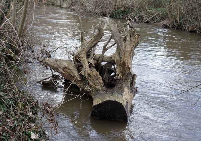 Un viel arbre mort dans l'eau